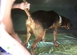 Incredibly hairy cock of a zoophile slides inside a dog's wet pussy