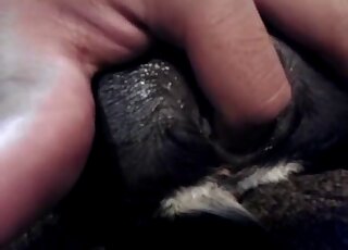 Dude cannot stop fingering small black animals for his pleasure