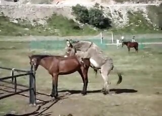 Brown mare getting fucked by a really attractive animal outdoors