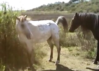 Brown horse and white horse are getting ready for hard fucking