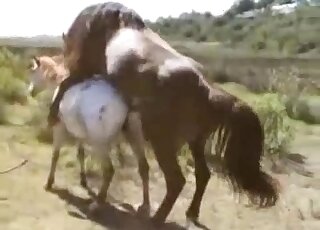 Brown horse and white horse are getting ready for hard fucking