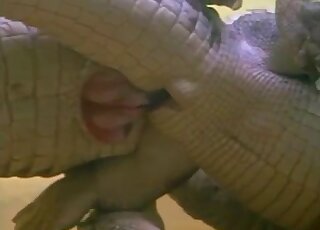 Crocodilos ou jacarés acabam transando debaixo d'água e é quente