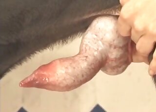 Two hairdresser hotties get horny thanks to a dog and fuck it in FFM