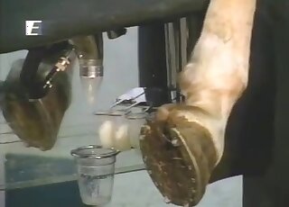 Brown stallion wants to empty its balls in an educational porn vid