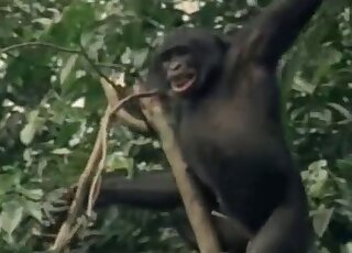 Black monkey acts all alpha before fucking another black ape hard