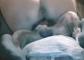 Big ass zoophile lady in sexy pantyhose enjoys cowgirl dog fucking