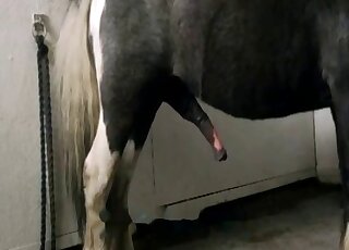 Long-haired zoophile lady wants to get screwed by a hung horse