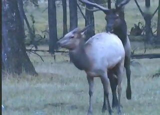 Deer fucking movie with sexy leggy animals banging with passion