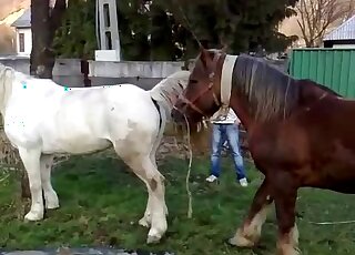 Brown stallion gets ready to fuck a white mare in an outdoor vid