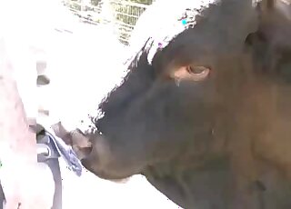 Open-air seduction video with a confident male zoophile with his big D