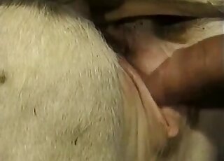 Threesome zoo porn movie with a zoophilic duo that fucks a mare