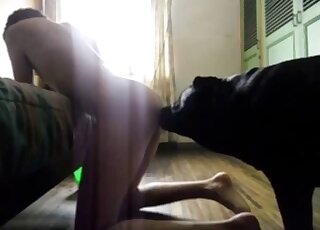 كلب أسود مذهل يمارس الجنس مع حيوان صغير الحجم وهو على أربع