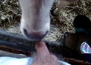 Black animal lets this dude fuck its pretty face in a very hot video