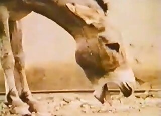 French guy narrates sex video between hung horse and submissive donkey