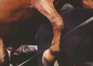 Aroused horse has a giant raging erection ready for his mare