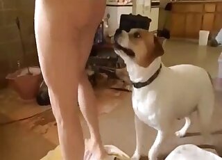Dog wants to please his master by licking cock and ass before banging