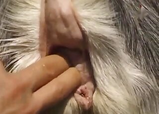 Chubby redhead holds goat while husband gives pussy fingering