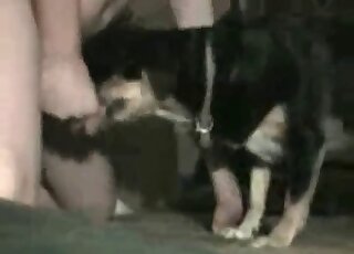 Amateur zoophilia - Banging from behind for a calm dog from his master