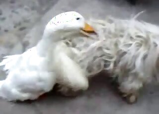 Domestic duck is horny and wants to bang a docile Maltese dog