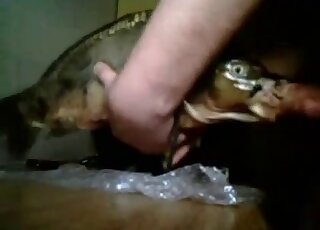 Amateur zoo porn - Freshwater fish opens up the mouth for quick blowjob