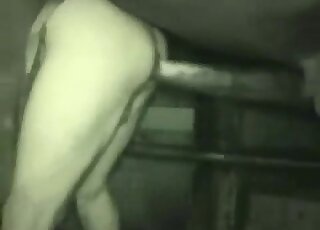 Guy bends over for anal nailing by giant horse dick