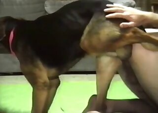 Skinny guy lets the dog eat his butt after anal banging