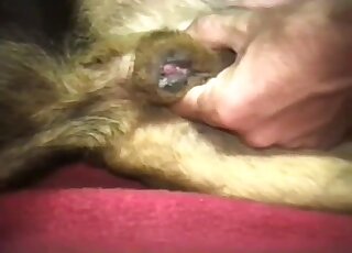 Skinny guy lets the dog eat his butt after anal banging