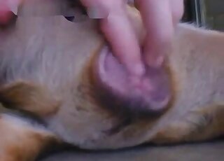 Close-up on female dog genitalia while it's getting gently rubbed