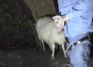 Dressed gentleman wants to get a blowjob from sheep