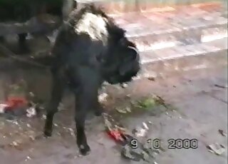 Hidden camera caught perverted solo animal pissing in its own mouth