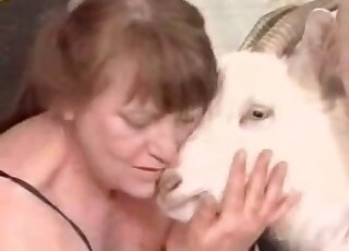 Goat anus gets slowly drilled by zoophiliac big stiff dick