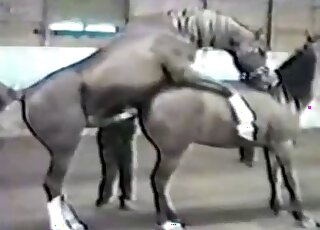 PMV zoo compilation - Aroused horses are shown having sex in nature