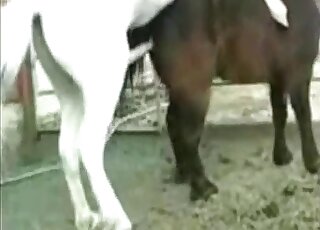 Zoo porn compilation - Animals in heat love having doggy style sex