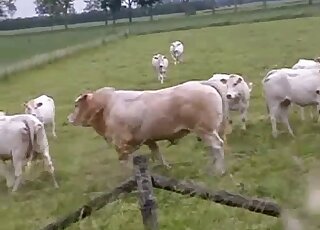 Horny bull is getting ready to bang a cow doggy-style outdoors