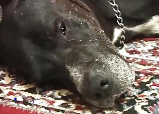 Brunette bitch moans while taking stiff dog cock up shaved pussy