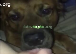 POV amateur girl gets pussy licking favor from dog while masturbating