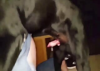 Black Labrador performs vigorous doggy banging on an amateur wife