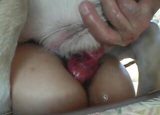 Asian brunette is sexually dominated by Labrador missionary style