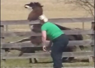 Llama was caught banging a sheep by an amateur zoo sex lover