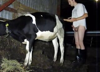 Cow gets banged by young man in black boots