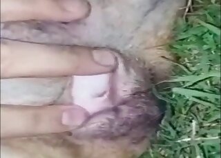 Amateur zoo porn - Close-up on canine privates during nighttime