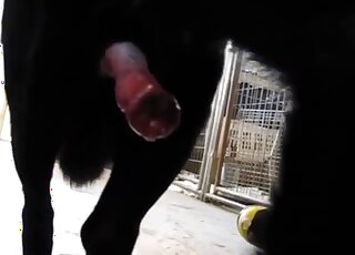 Fully erect dog shaft is squirting warm cum - Amateur zoo porn