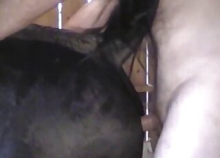 Horny zoophiliac stuffs wet horse pussy with his hard shaft