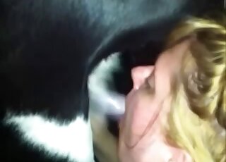 Mature slut is filmed while getting facefucked by a dog in heat