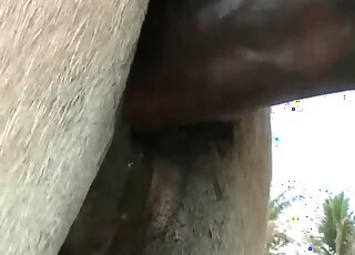 Amateur camera caught the copulation seance between donkeys in heat