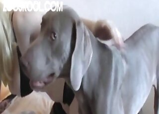 Busty blonde girl is wrapped in black lingerie while banging hound