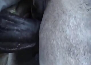 Amateur camera caught copulation session between horses in heat