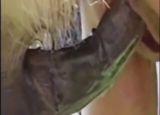 Amateur MILF enjoys doggy pounding on a farm by massive animal dick