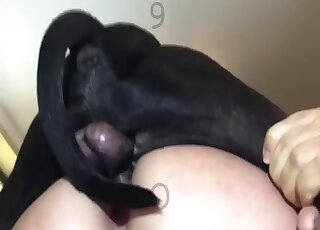 Aroused hussy leads black dog straight up her hungry butt