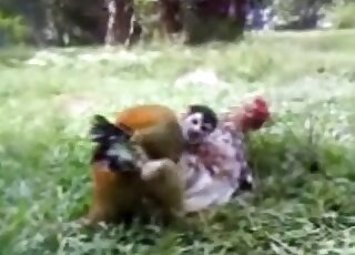 Monkey is horny and wants to fuck big duck outdoors